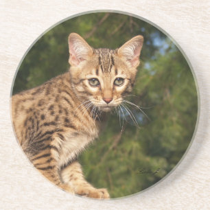 Cat Series—Serval Savannah Cat—Underlägg Underlägg