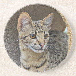 Cat Series—Serval Savannah Cat—Underlägg Underlägg