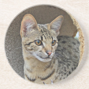 Cat Series—Serval Savannah Cat—Underlägg Underlägg