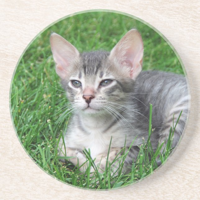 Cat Series—Serval Savannah Cat—Underlägg Underlägg (Framsidan)
