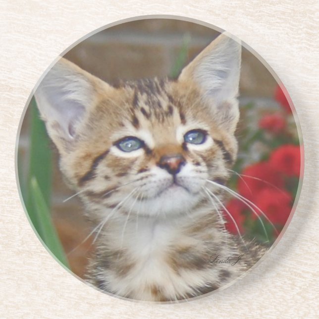 Cat Series—Serval Savannah Cat—Underlägg Underlägg (Framsidan)