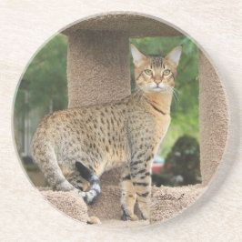 Cat Series—Serval Savannah Cat—Underlägg Underlägg