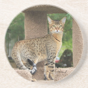 Cat Series—Serval Savannah Cat—Underlägg Underlägg