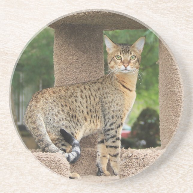 Cat Series—Serval Savannah Cat—Underlägg Underlägg (Framsidan)