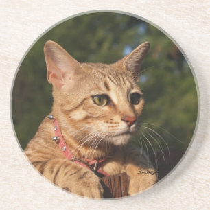 Cat Series—Serval Savannah Cat—Underlägg Underlägg Sandsten