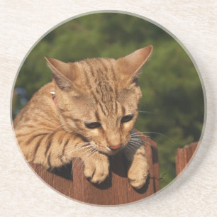 Cat Series—Serval Savannah Cat—Underlägg Underlägg Sandsten