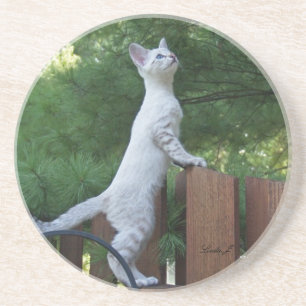 Cat Series—Serval Savannah Cat—Underlägg Underlägg Sandsten