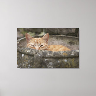 Cat sitta inuti urn canvastryck