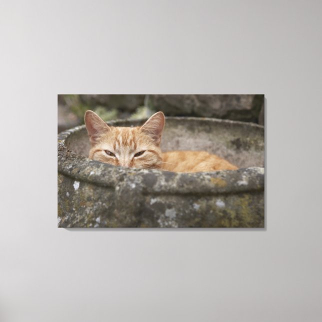 Cat sitta inuti urn canvastryck (Framsida)