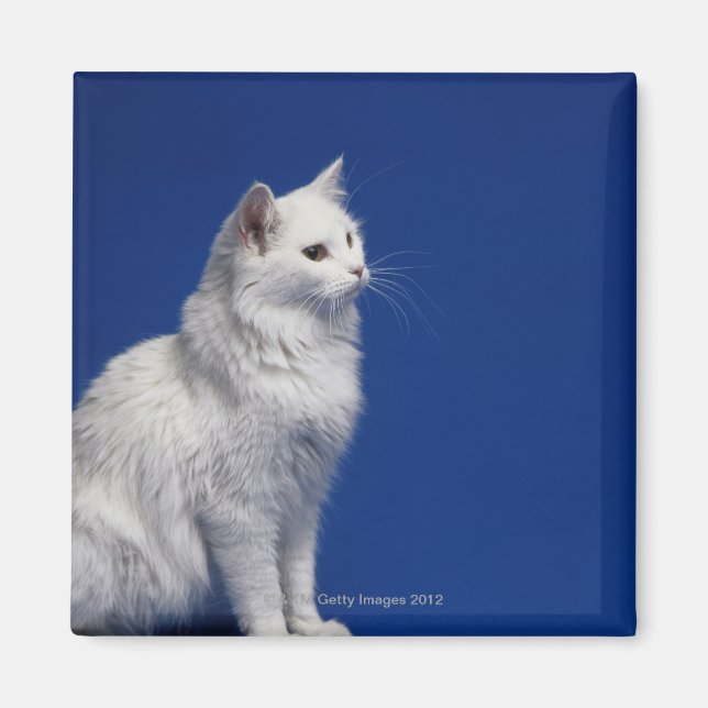 Cat sitta mot blå bakgrund magnet (Framsidan)