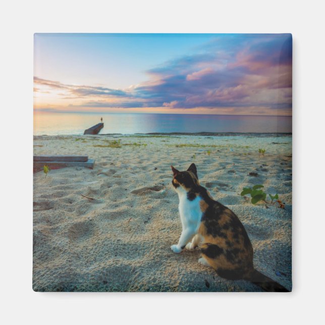 Cat Sitta på en beach Magnet (Framsidan)