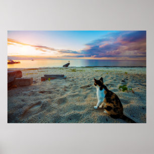 Cat Sitta på en beach Poster