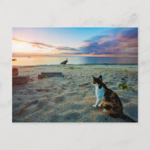 Cat Sitta på en beach Vykort