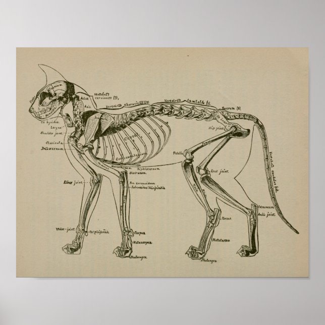 Cat Skeleton Anatomy Vintage Veterinary Print Poster (Framsidan)