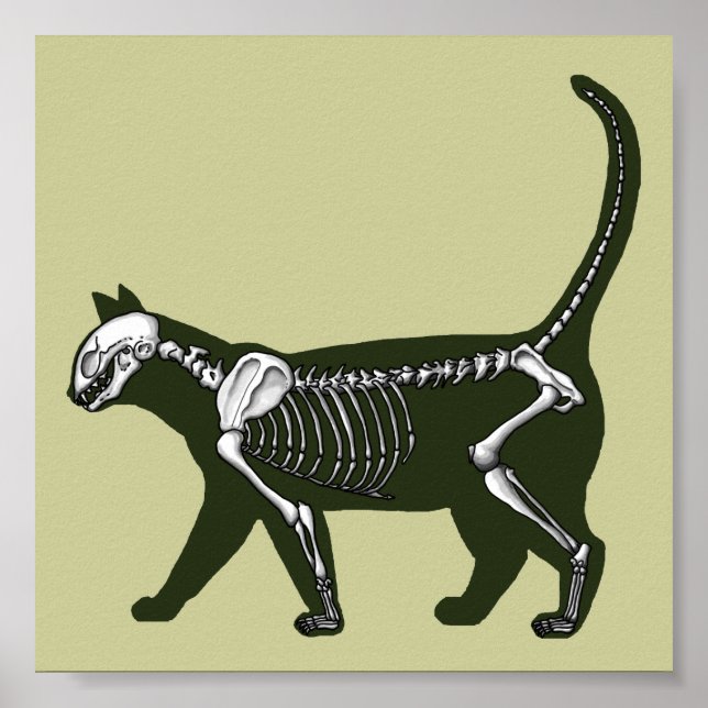 Cat Skeleton Poster (Framsidan)