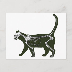 Cat Skeleton Vykort