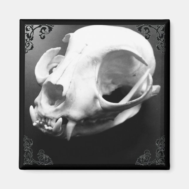 Cat Skull Taxidermy Gothic magnet (Framsidan)