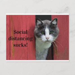 Cat, Social Avstånd sockor, Cute Grönt Eyed Cat Vykort