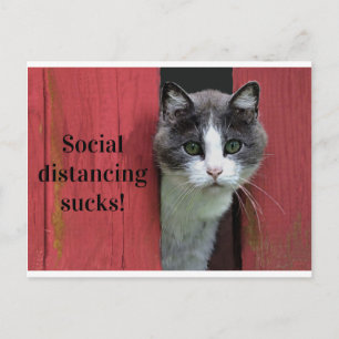 Cat, Social Avstånd sockor, Cute Grönt Eyed Cat Vykort