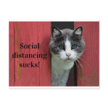 Cat, Social Avstånd sockor, Cute Grönt Eyed Cat