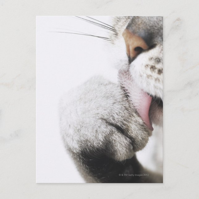 Cat städning tass vykort (Framsida)