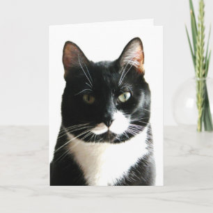 Cat Stare Down Birday Card Kort