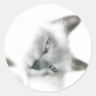 Cat Stickers Runt Klistermärke