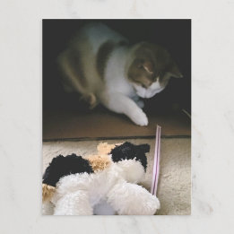 Cat Stuffy Playtime Postcard Helg Vykort