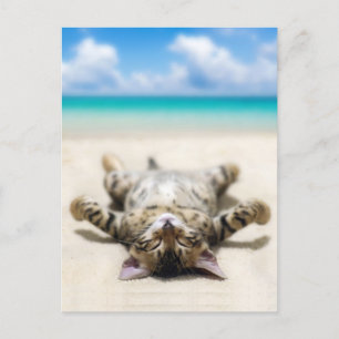 Cat Sunbad vid Beach Vykort