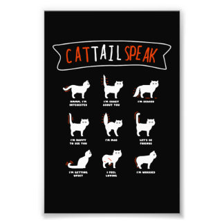 Cat Svan talar katt kitten Meow Animal Fototryck