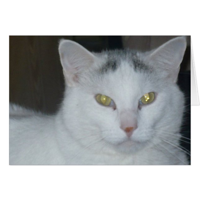 Cat Thoughts White Cat Hälsningskort (Framsidan Horizontal)