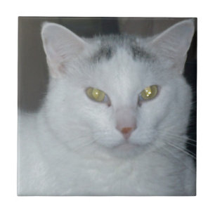 Cat Thoughts White Cat Kakelplatta