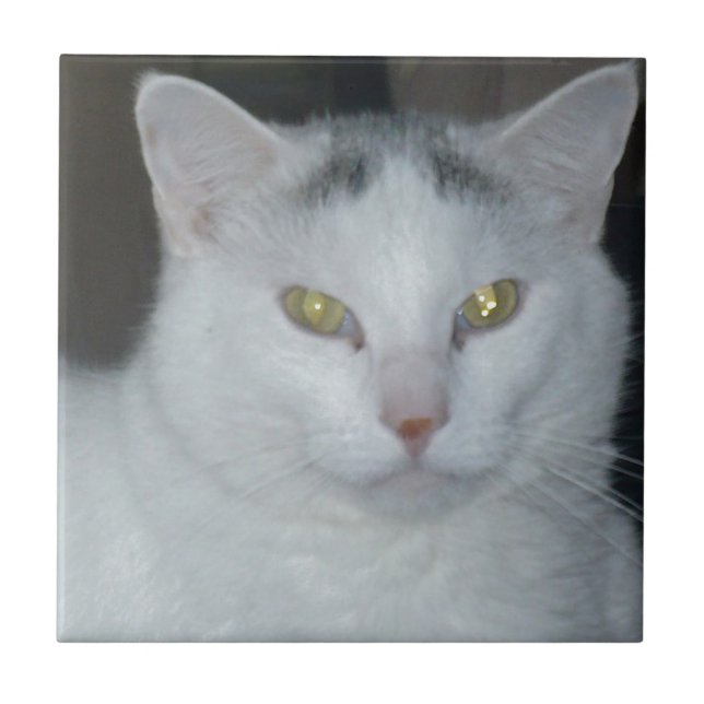 Cat Thoughts White Cat Kakelplatta (Framsidan)