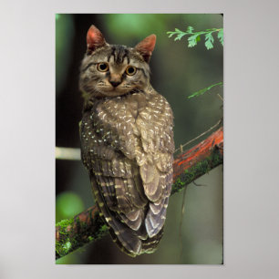 Cat Uggla Poster