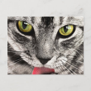 Cat-utseende Vykort