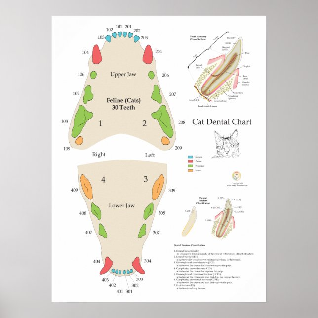 Cat Veterinary Dental Chart Poster (Framsidan)
