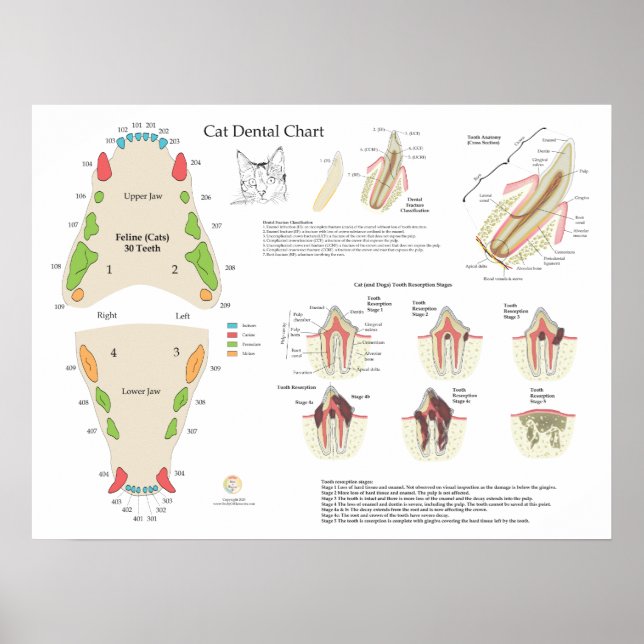 Cat Veterinary Dental Tooth Chart Poster (Framsidan)