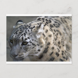 Cat Vild Snö Leopard Spots Destiny Nature Vykort
