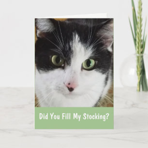 Cat vill ha sin julklapp helgkort