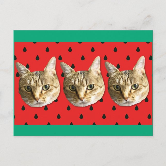 cat vykort (Framsida)