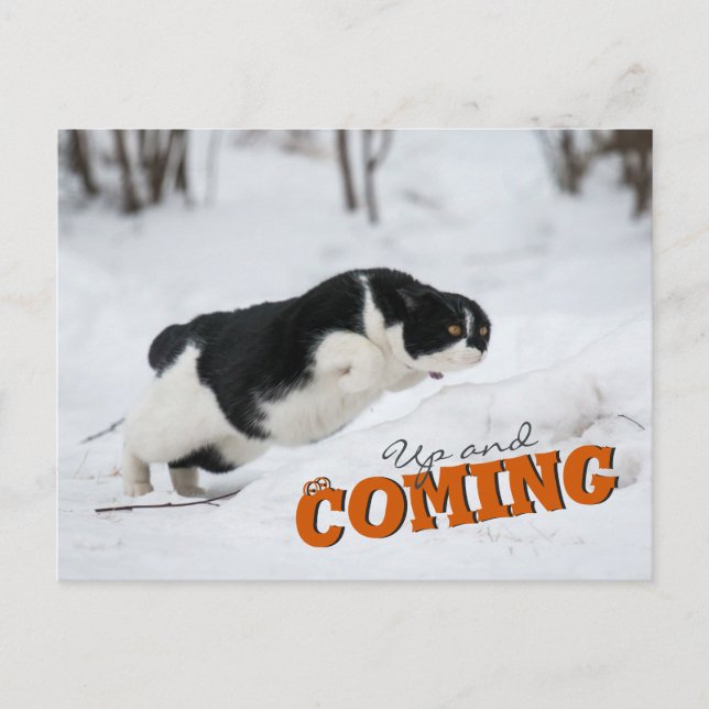 Cat-vykort, uppåt och uppåt C0685 Vykort (Framsida)