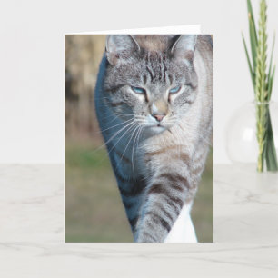Cat Walk Kort
