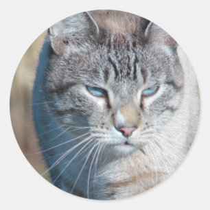 Cat Walk Runt Klistermärke