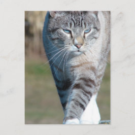 Cat Walk Vykort