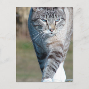 Cat Walk Vykort