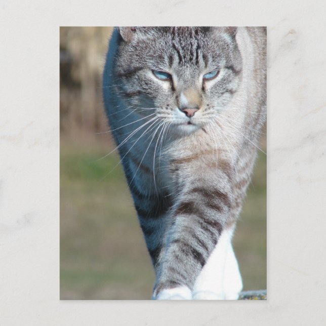 Cat Walk Vykort (Framsida)