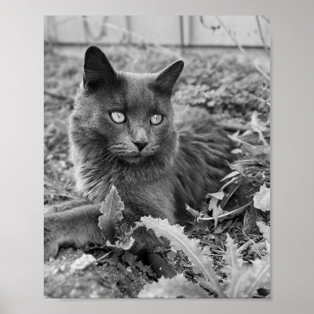 cat wall art poster (Framsidan)