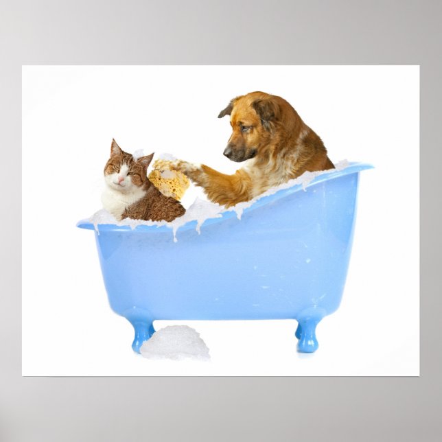 Cat- Wash Poster (Framsidan)