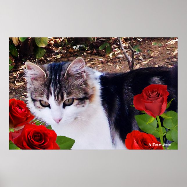 CAT WITH RED ROSES POSTER (Framsidan)