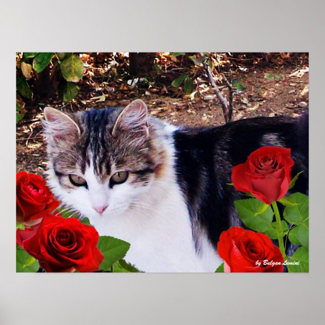 CAT WITH RED ROSES POSTER (Framsidan)